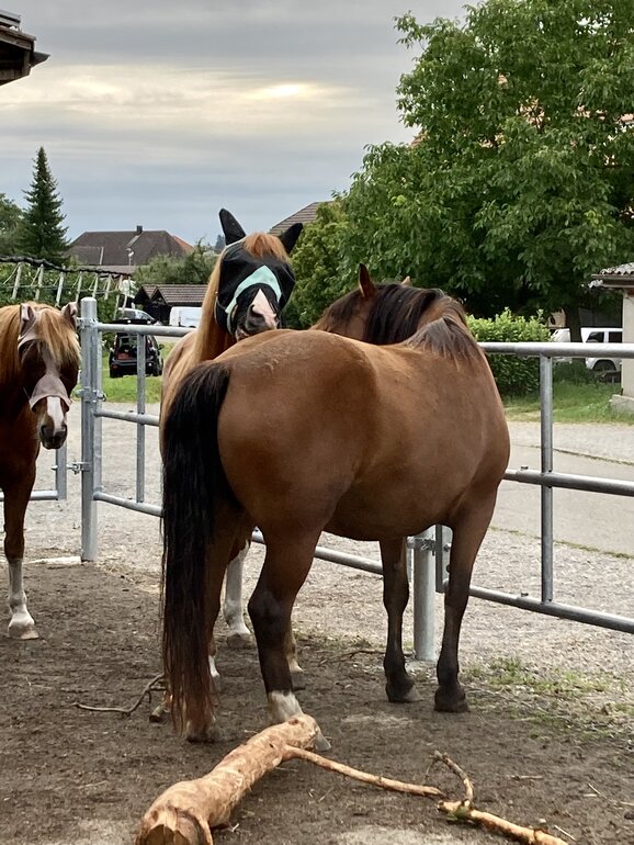 Offenstall WG buy - mit Trail für leichtfuttrige Ponies / Kleinpferde